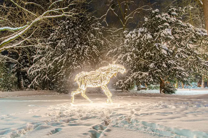 Lichterzauber im Schnee, Elch