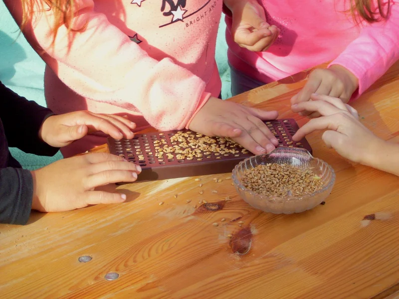 Kinderhände sortieren Weizen in einen Kornzähler