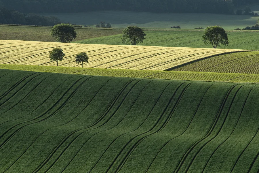 Luftaufnahme von Feldern, die Spurrillen in den Feldern betonen die sanften Hügel der Landschaft