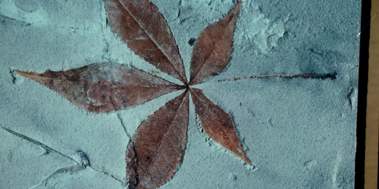 Fossiles Blatt eines Ahorns (?), rötlich wie frisch vom Baum gefallen, in grauem Stein