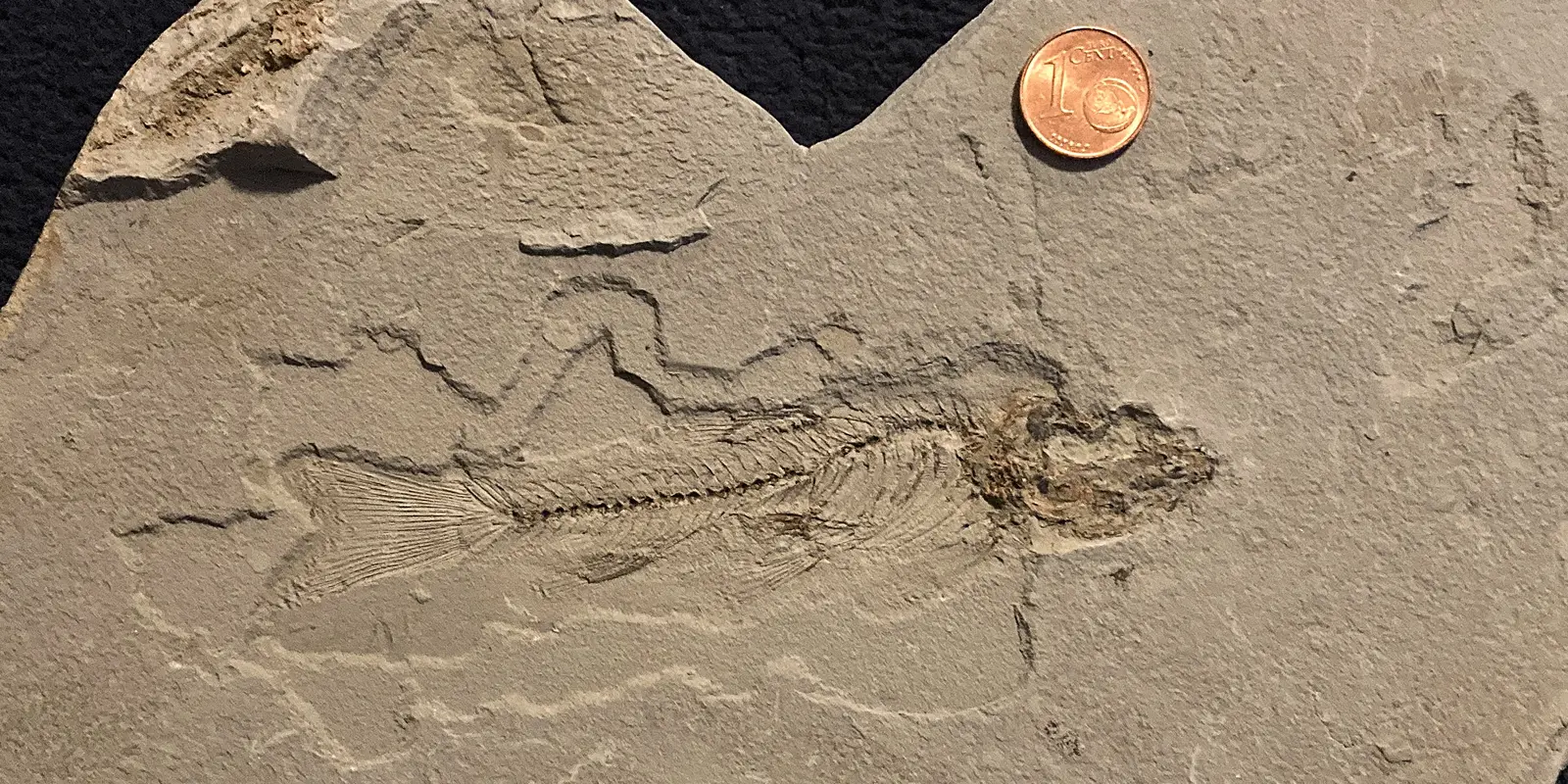 Ein Fisch-Fossil