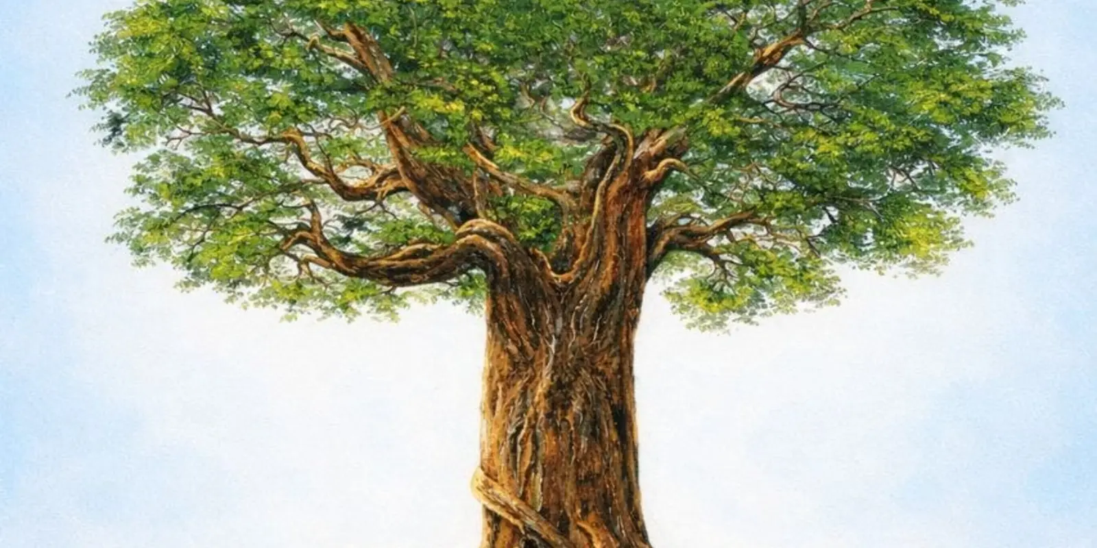 Baum