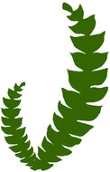 Stilisierte Blätter einer Farnmyrte (Comptonia)