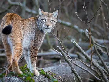 Bild_Luchs_Ole Anders_M14_20210324 A2.jpg