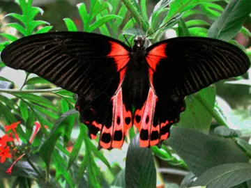 Schmetterling