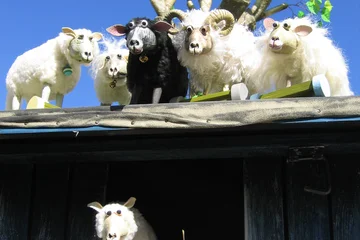 Theater Laku Paka: Schwarze Schafe leben länger