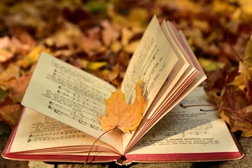 Ein aufgeschlagenes Buch liegt auf Herbstblättern