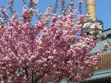 Frühling im Fagus-Werk