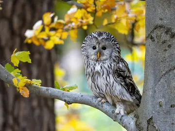 Habichtkauz