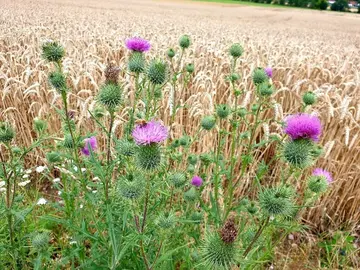 Biologische Vielfalt in Garten, Feld und Wiese - ein Rundgang zur Biodiversität