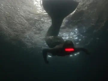 wef