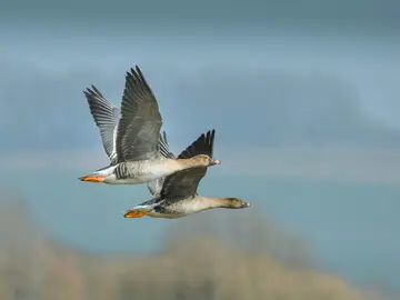 Wildgänse