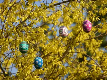 Bemalte Eier im Zweig