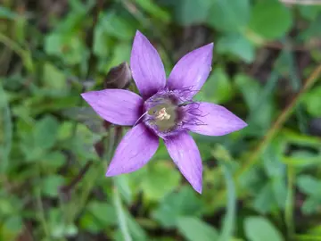 Enzianblüte