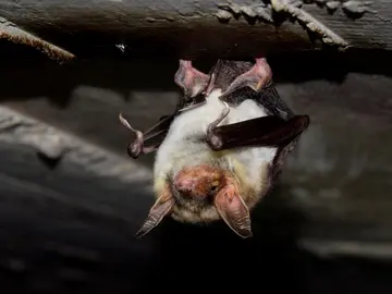 Fledermaus Großes Mausohr