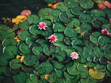 Dichtes Feld aus grünen Seerosenblättern auf dunklem Wasser, dazwischen mehrere rosa Seerosenblüten und einzelne gelblich-rötliche Blätter.