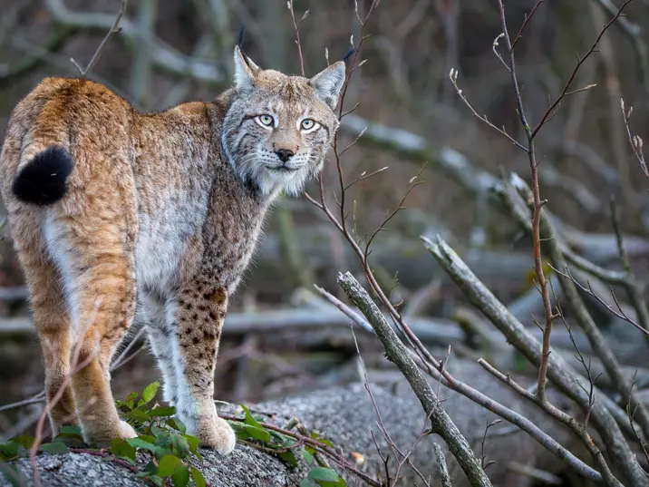 Bild_Luchs_Ole Anders_M14_20210324 A2.jpg