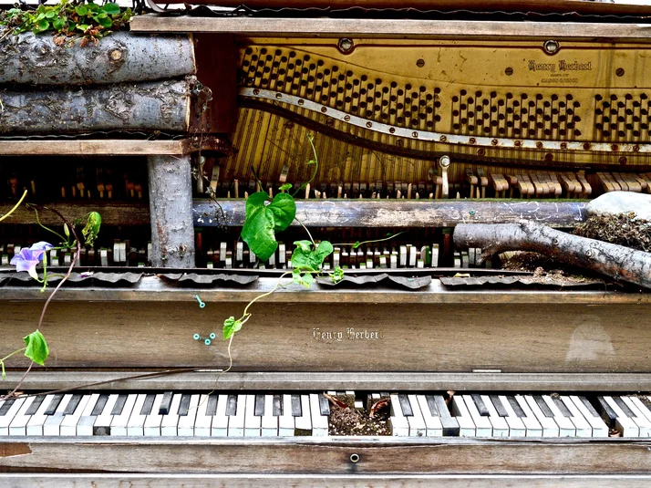 Ein altes kaputtes Piano, aus dem Pflanzen herauswachsen