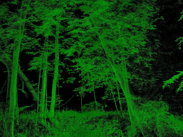 Laserscan aus dem Nationalpark Hainich: grüne Baumumrisse auf schwarzem Grund